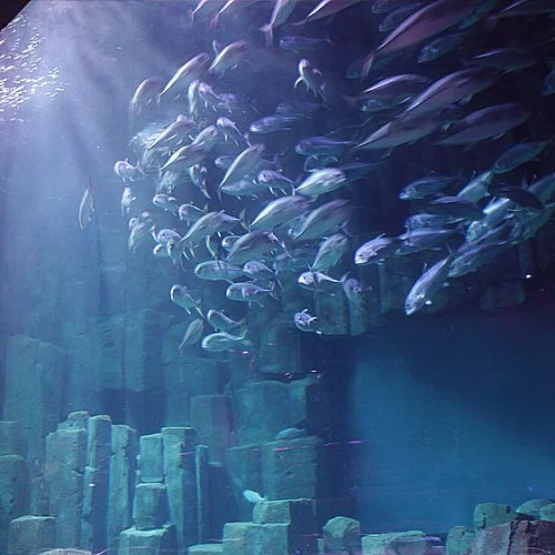 L'Aquarium - Main image